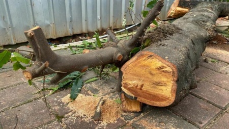 Les b&eacute;n&eacute;fices d'un &eacute;lagage professionnel des arbres &agrave; Buissoncourt